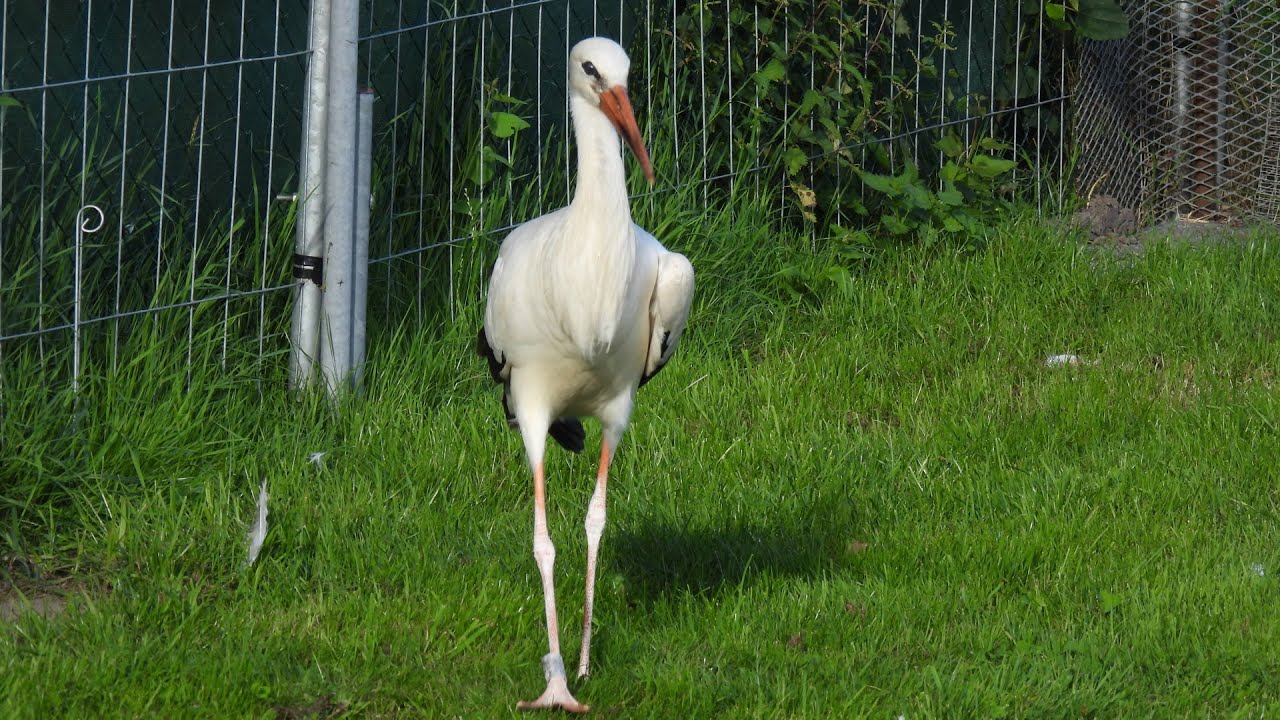 Storchenpflegestation Erfde - Neues vom dänischen Jungstorch💕 -  News from the young danish stork 💕