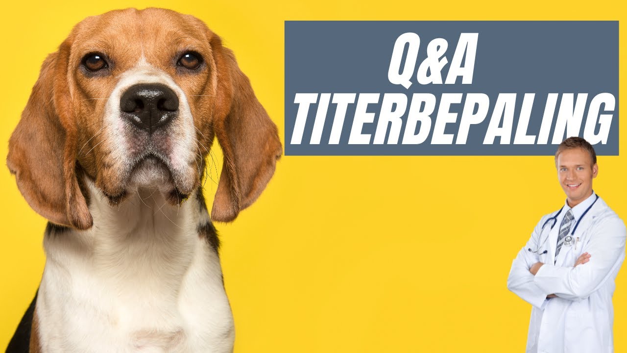 Q&A met dierenarts Tannetje Koning over vaccineren en titerbepaling bij honden