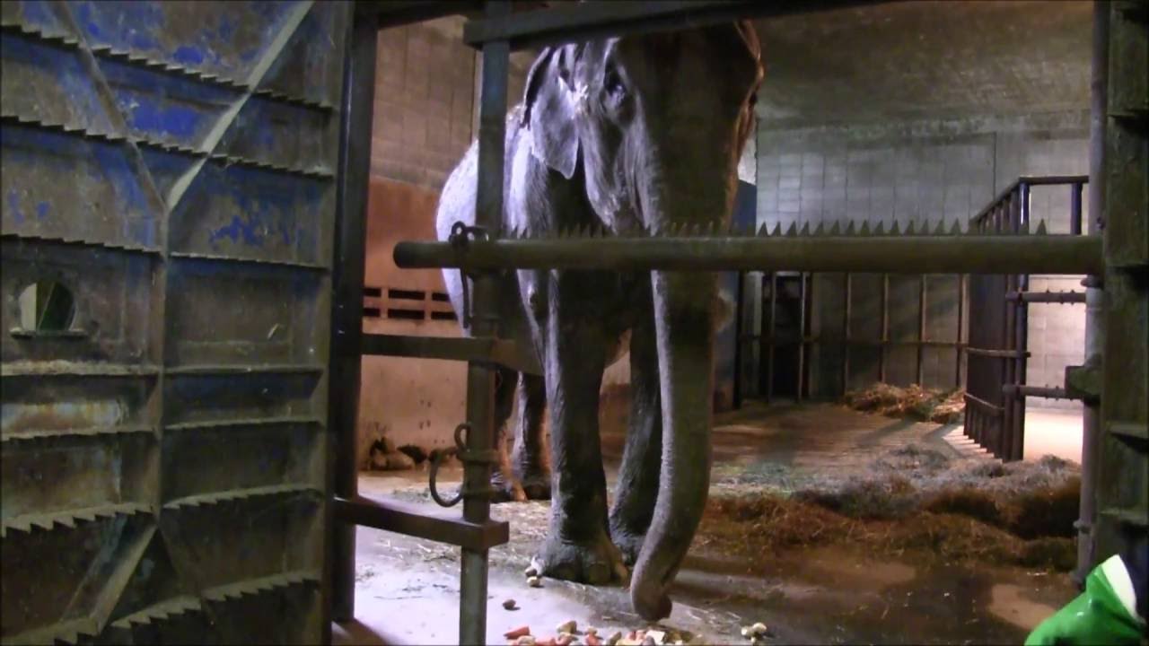 アジアゾウ　ナナのバックヤードにてスポットガイド　おびひろ動物園