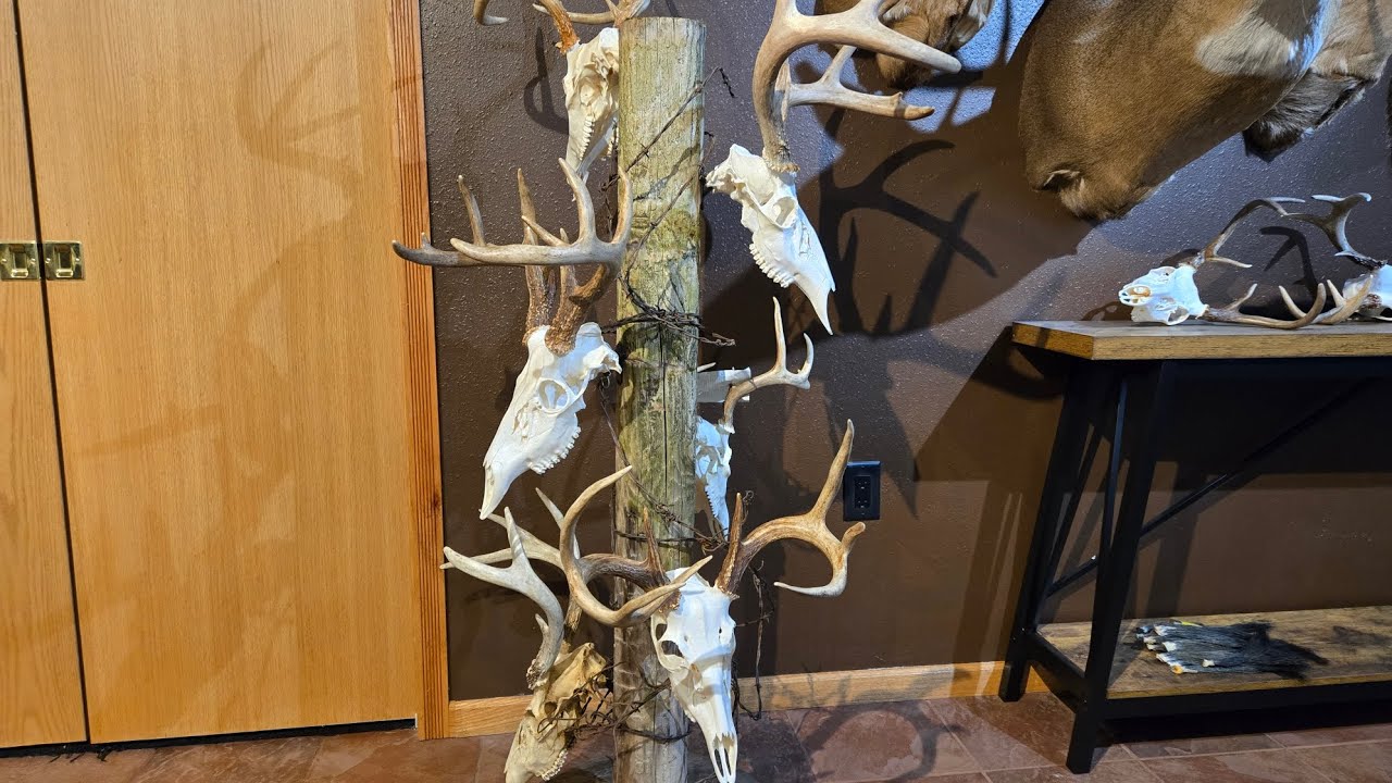 DIY European Mount Display For Your Whitetail Deer