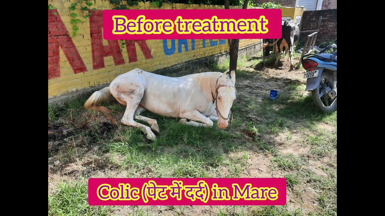 Colic in horses | घोड़ी के पेट में दर्द | Symptoms, Diagnosis,Treatment and  Recovery |Dr Ashwani|