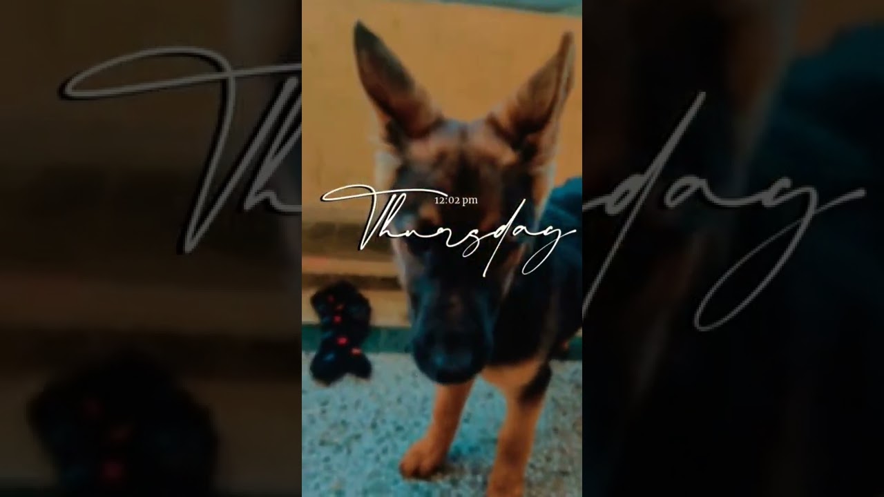 German shepherd#happy #gsd #shorts #subscribe #viral #video #love #like #life #alphalife