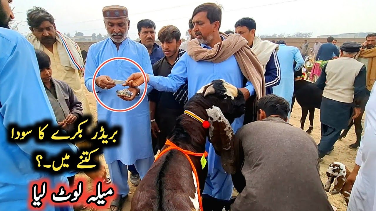 Breeder Bakre Ka Soda Ktny Ma Hwa.? Live Soda Amritsari Beetal Breeder Goat-Sahiwal Bakra Mandi 2026
