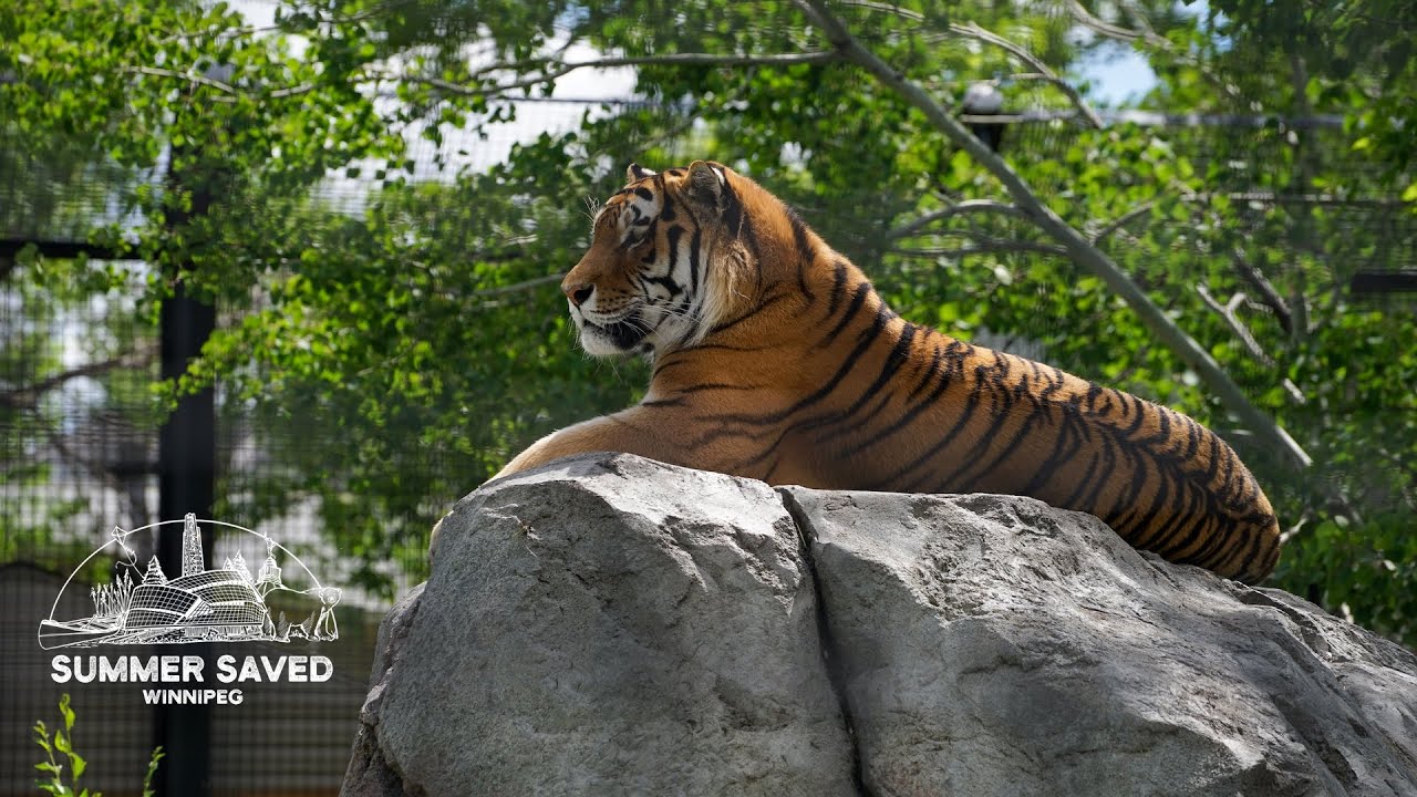 Save your summer at Assiniboine Park Zoo