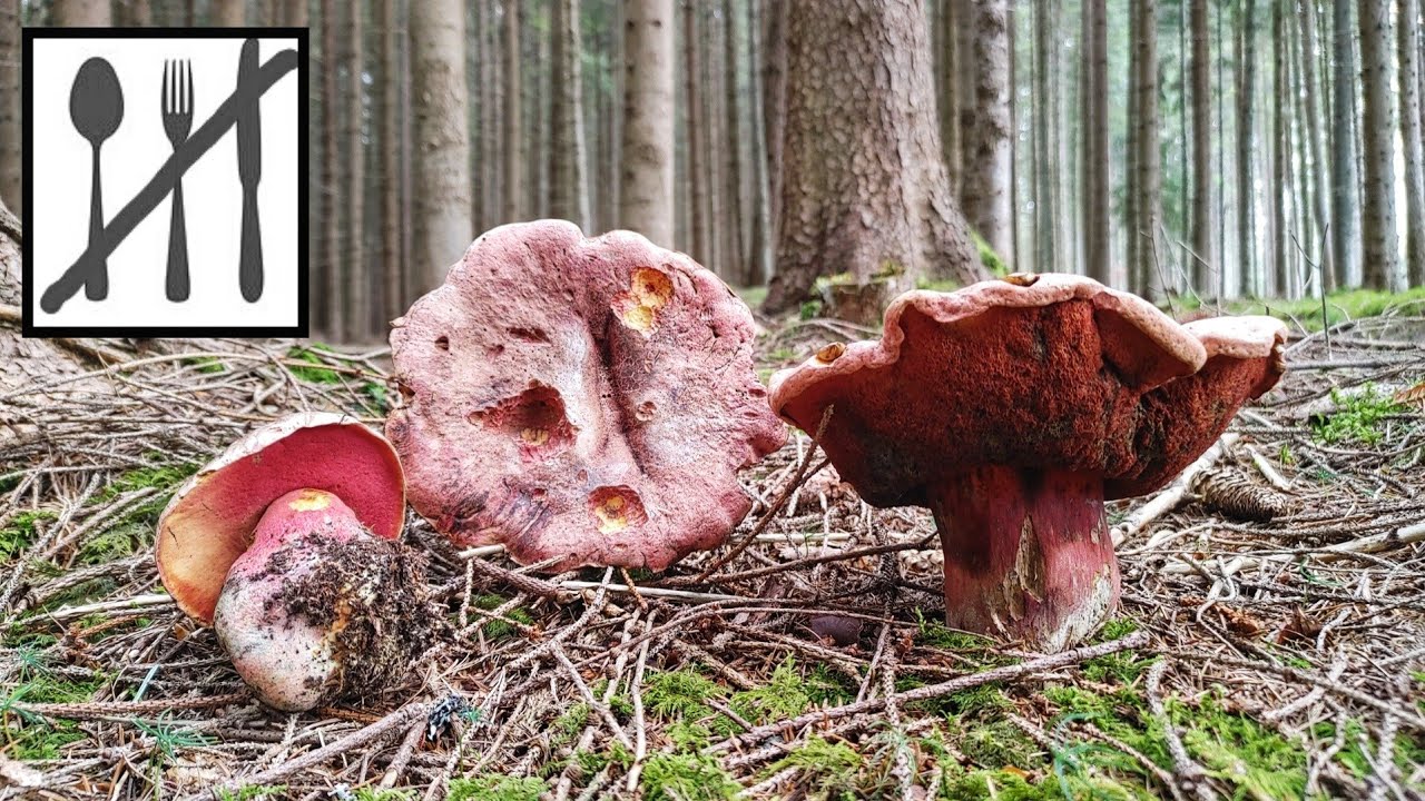 Krwistoborowik świerkowo-jodłowy (Rubroboletus rubrosanguineus) vs Krwistoborowik purpurowy