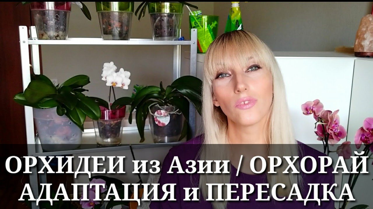 ОРХИДЕИ из Азии / ОРХОРАЙ / АДАПТАЦИЯ и ПЕРЕСАДКА азиатских орхидей в домашних условиях