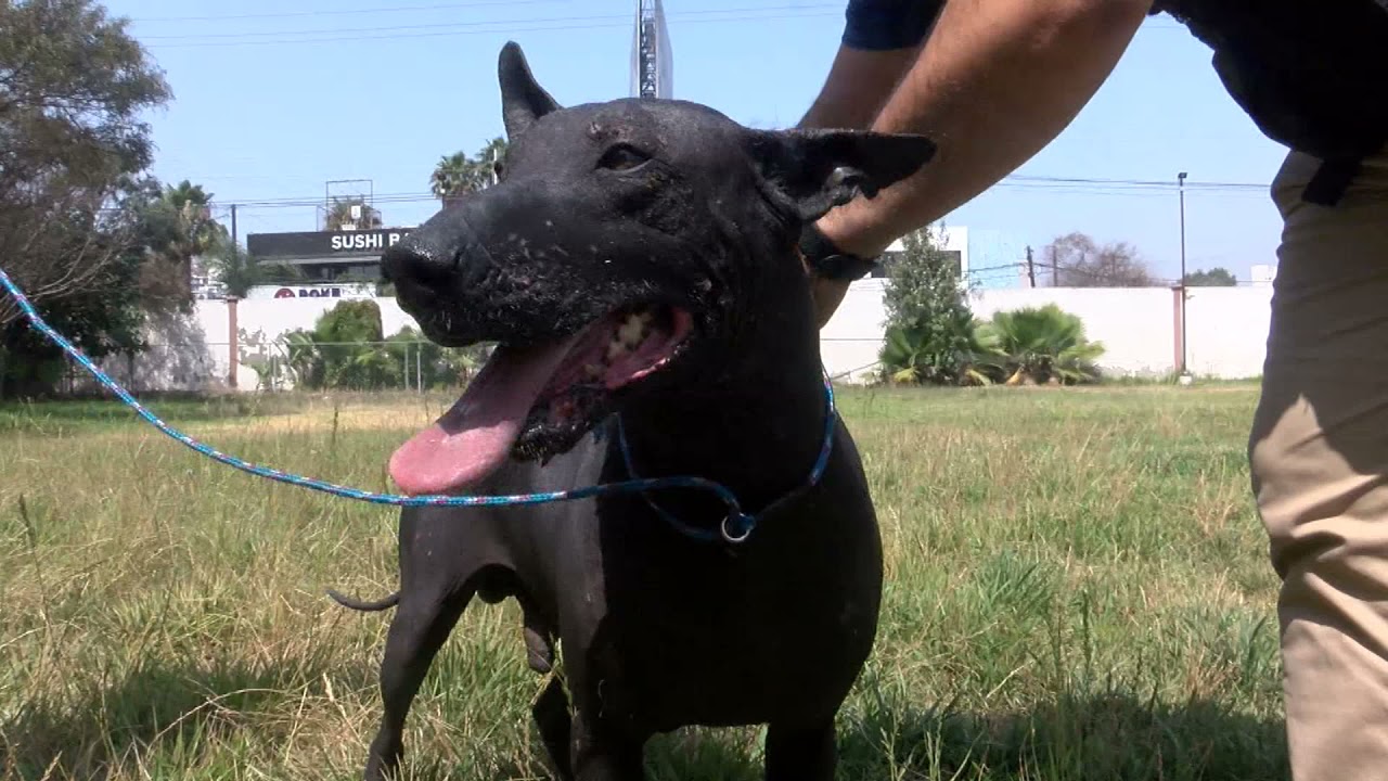 Así cuidan a los Xoloitzcuintles y los Calupoh en Criadero Caliente
