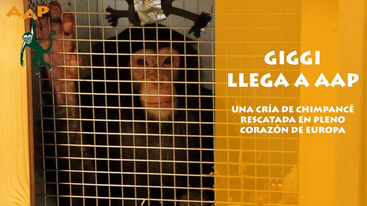Giggi, la cría de chimpancé rescatada en Italia llega a AAP