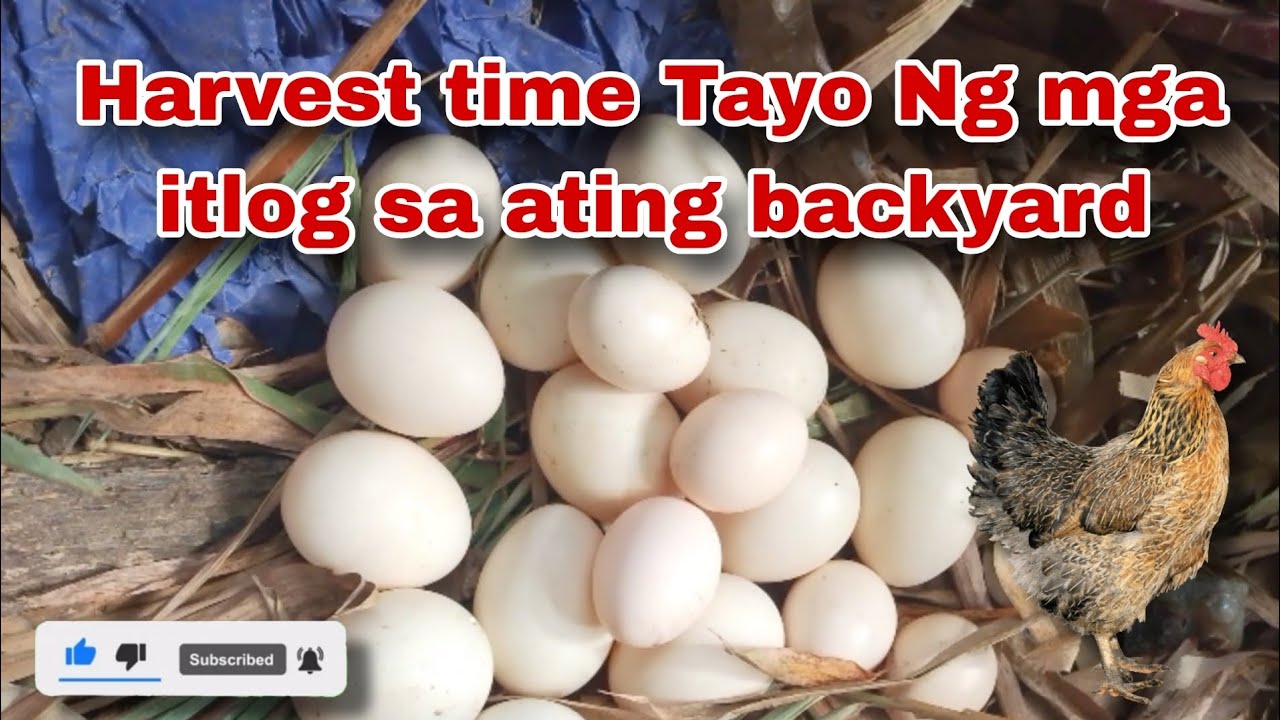 Good Morning Harvest Time Daming Itlog.
