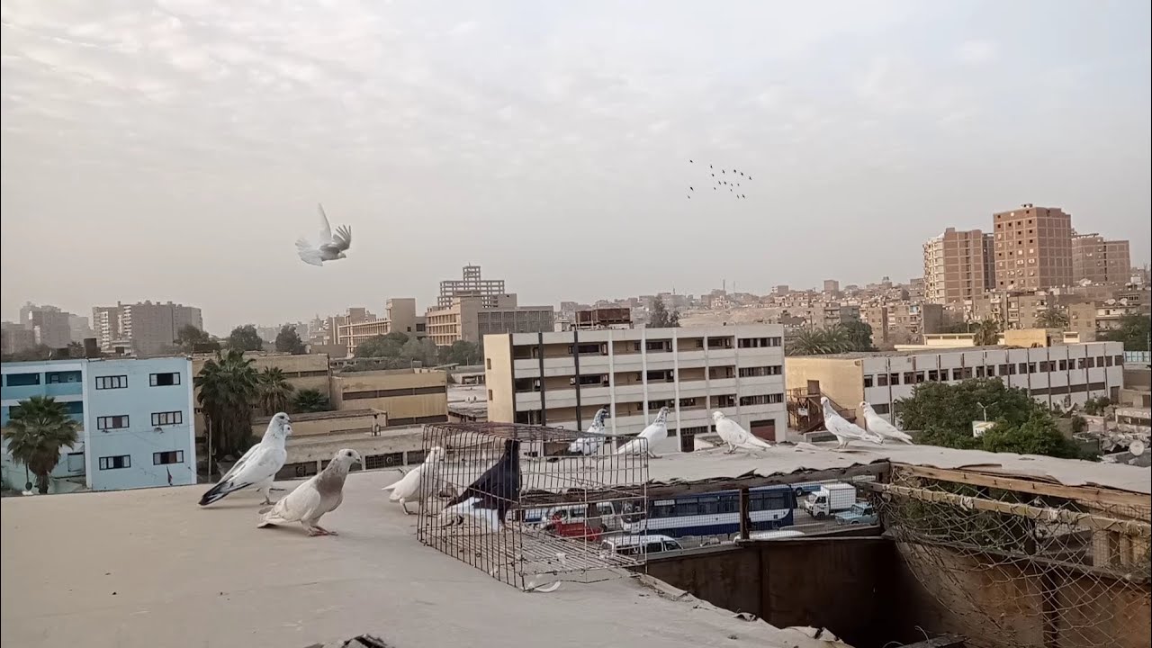 حمام الغية كله بيركن شوف الخبرة في التعامل عشان ميركنش (عملي) #يوسف_صبحي
