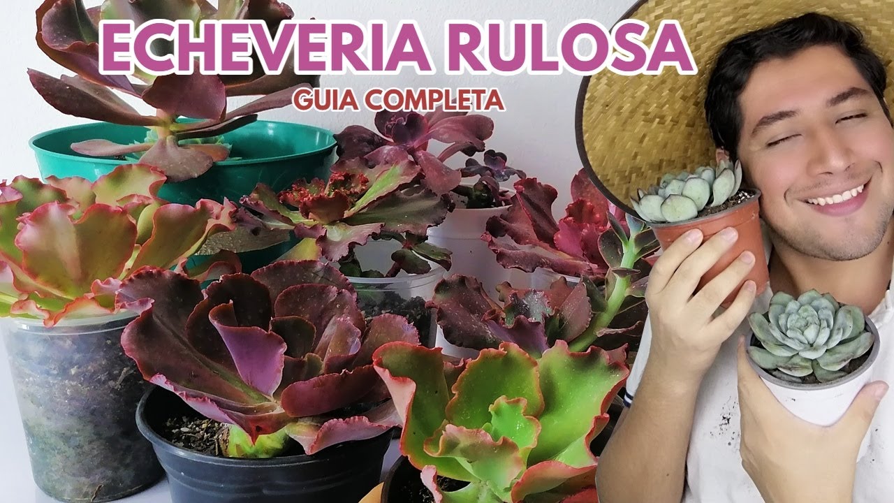 suculentas echeverias rulosas guia completa donsuculento