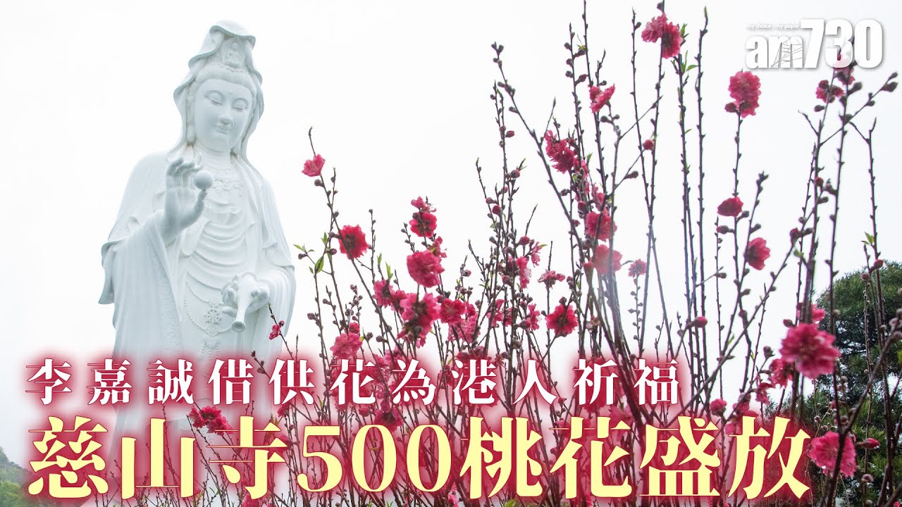 李嘉誠借供花為港人祈福  慈山寺500桃花盛放