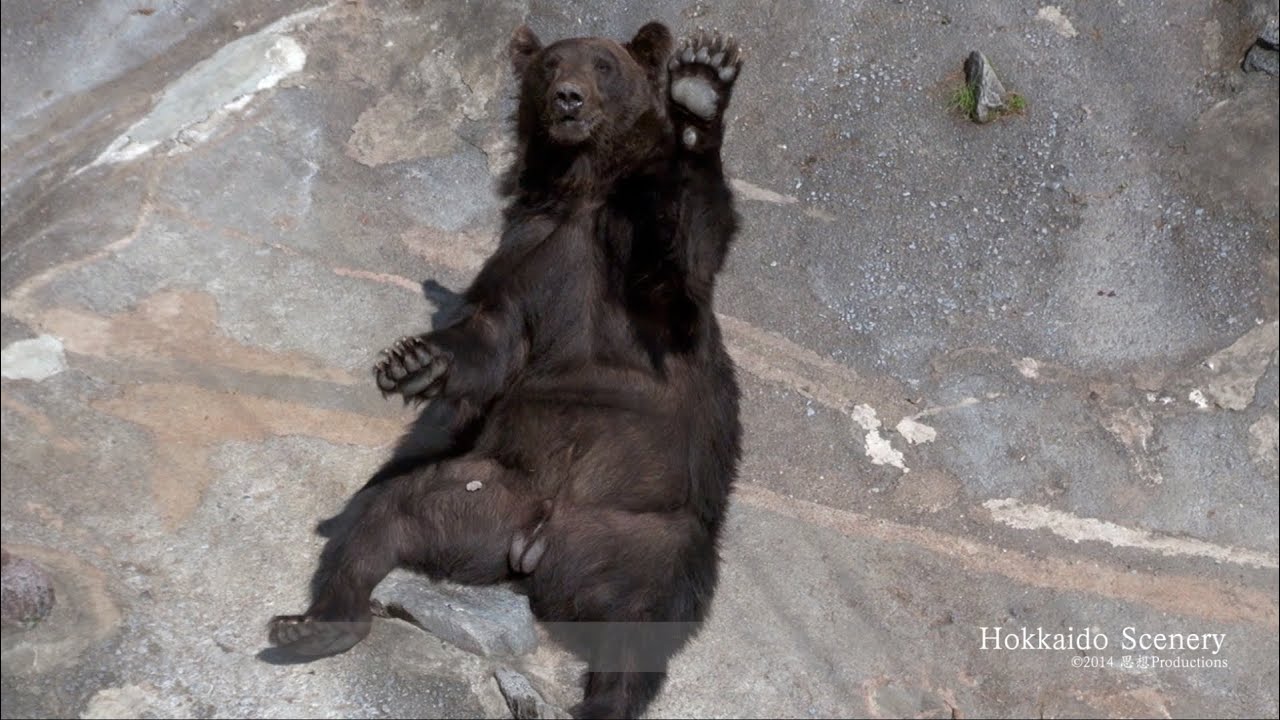 登別温泉  クマ牧場  Noboribetsu Bear Park Hokkaido JAPAN