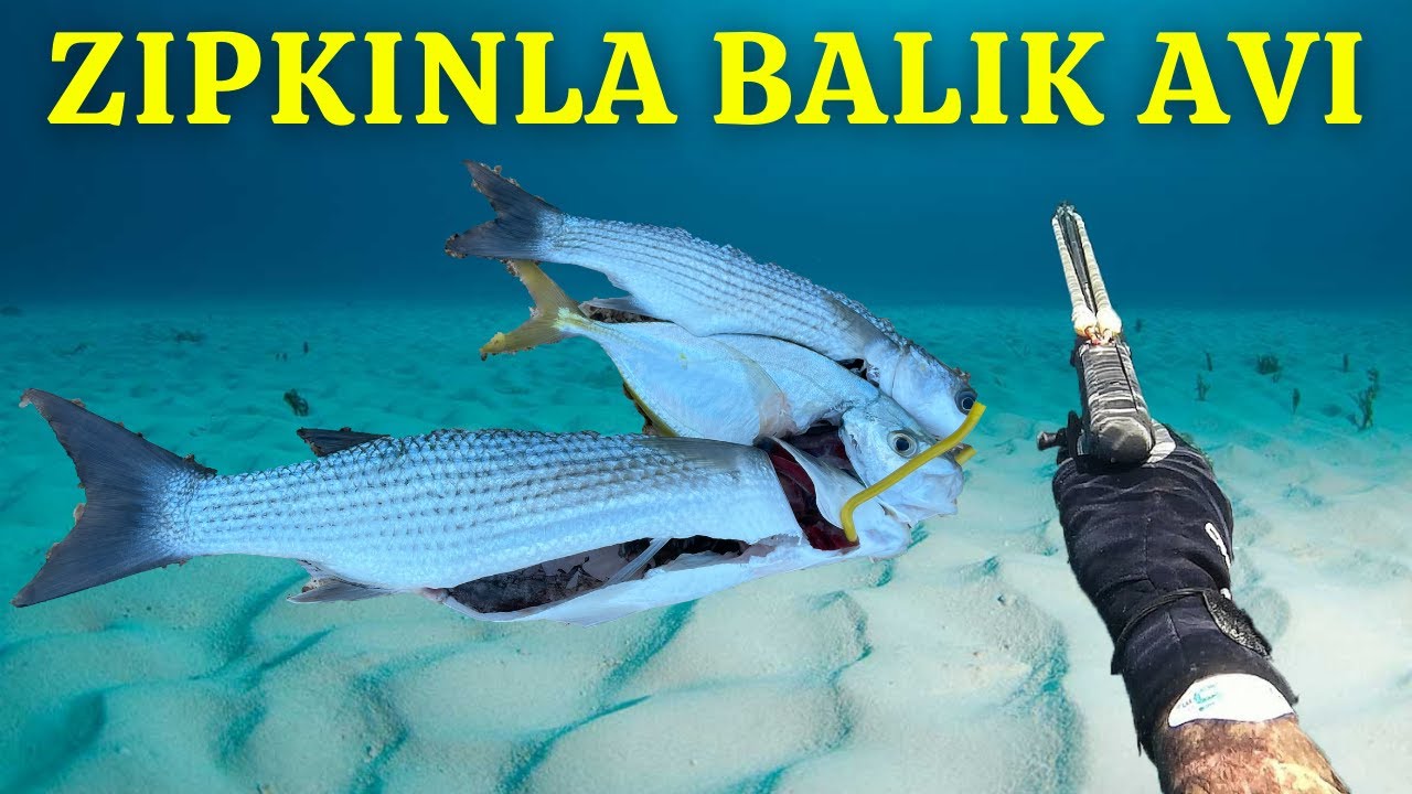 Zıpkın ile Balık Avı | #spearfishing | Papağan Balığı Gördüm| Aslan Balığı Vurdum