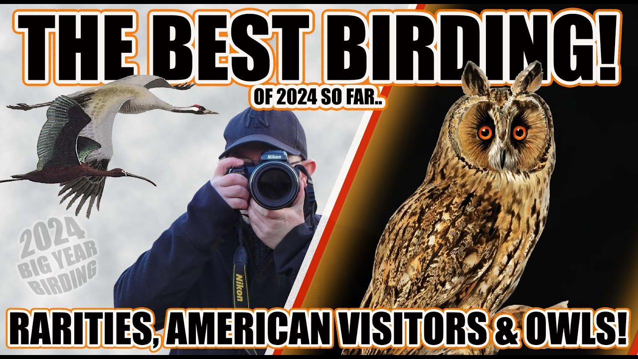 THE BEST BIRDING TRIP ( OF 2024 SO FAR ). Rare Birds, American Visitors and owls!