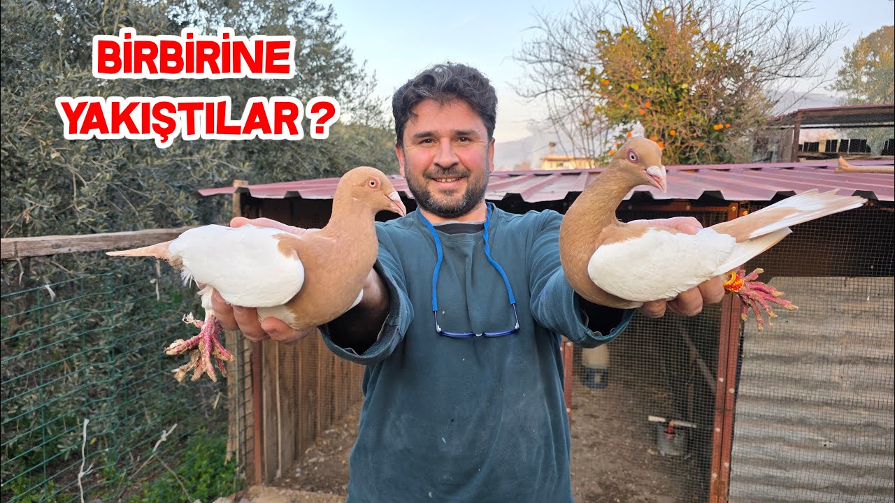 Dişi Güvercini Video Çekemeden Almak Zorunda Kaldım