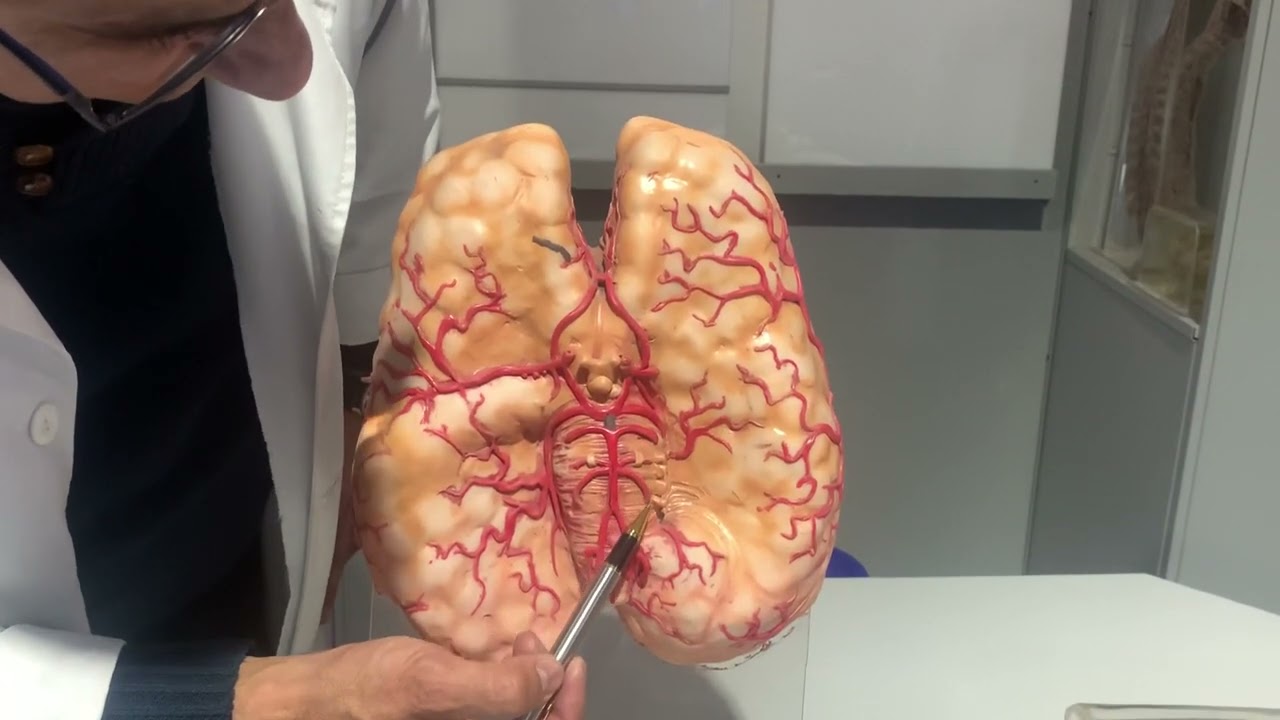Círculo arterial de Willis. Dr. Diego Aldana