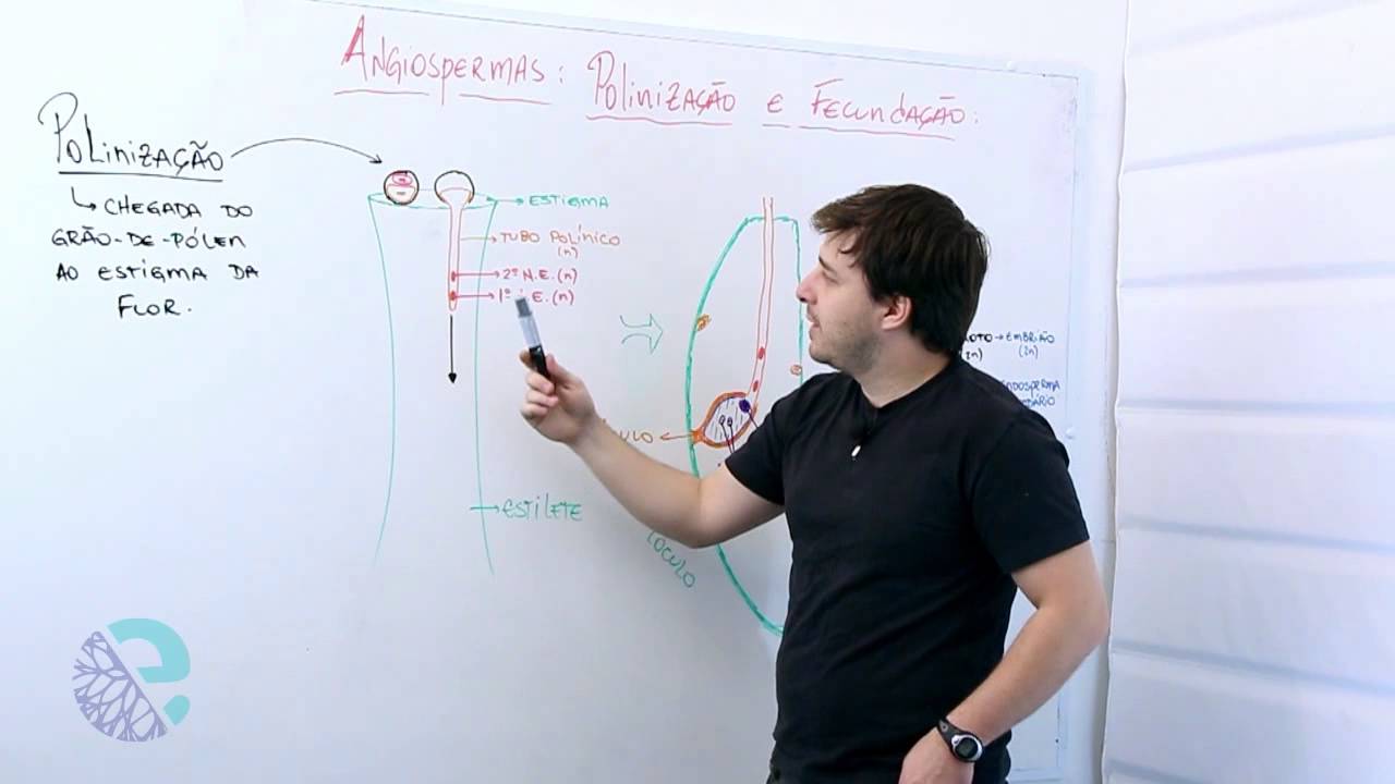 Angiospermas: polinização e fecundação