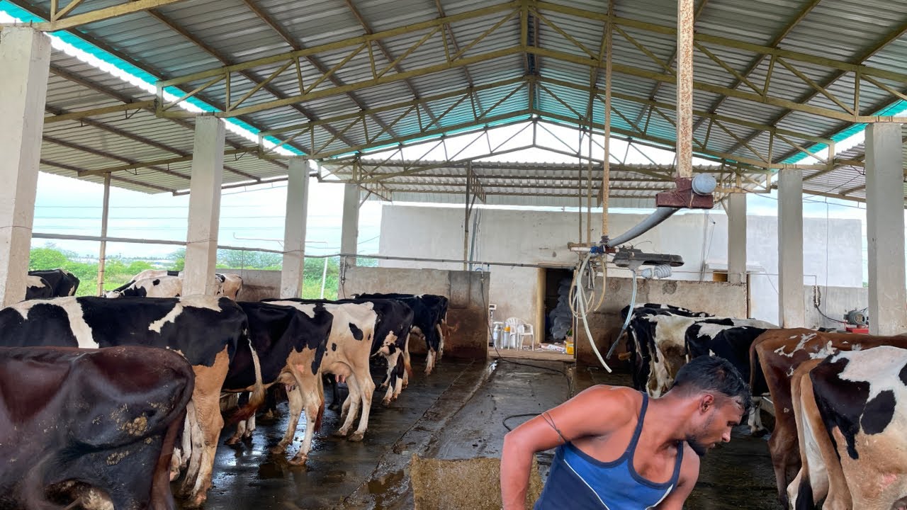 மாட்டுப்பண்ணை கொட்டகை அமைப்பு | Cow shed construction