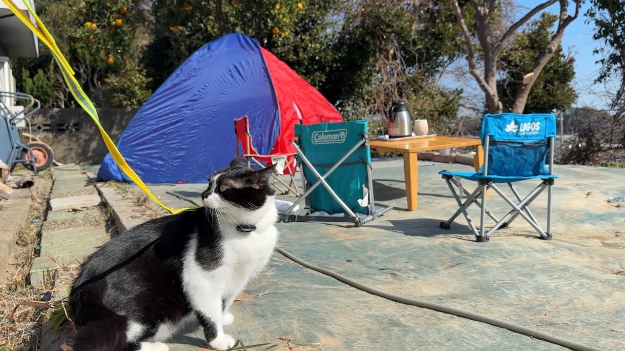 Кемпинг на заднем дворе с нашими кошками 🐈‍⬛🐈‍⬛Кемпинг с нашими кошками на заднем дворе🏕️