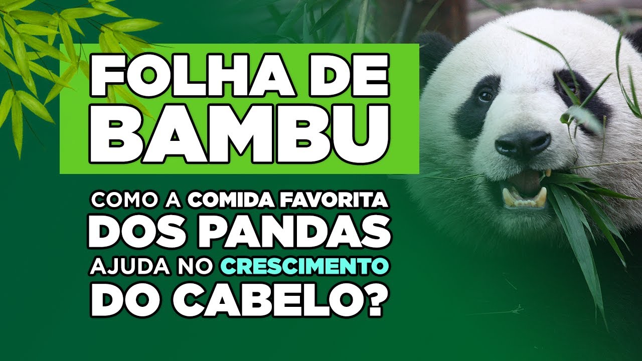 Folha de bambu: como a comida favorita dos pandas ajuda no crescimento do cabelo?