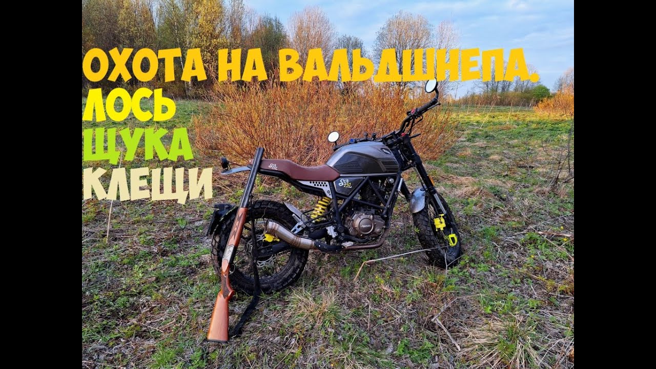 Сезон охоты на вальдшнепа. Лось, щука, клещи и мотоцикл Минск SCR 250.