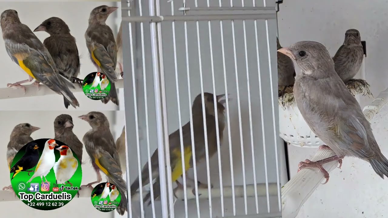 The best bloodline of the Damascus goldfinch mutation, pure and not half-sized
