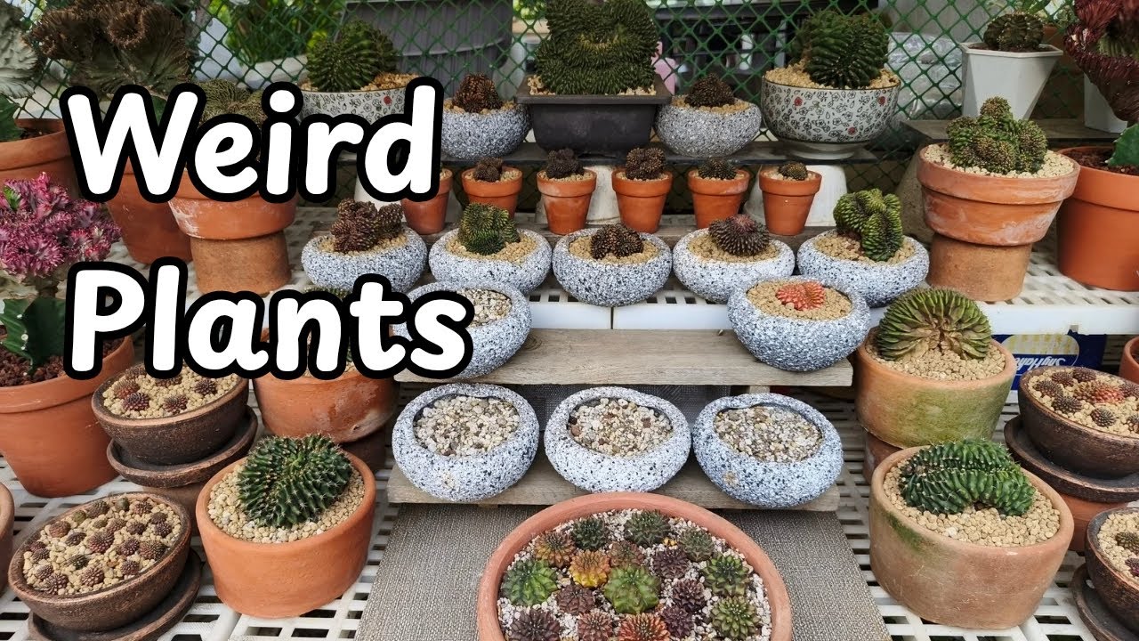 Weird plants at my garden 