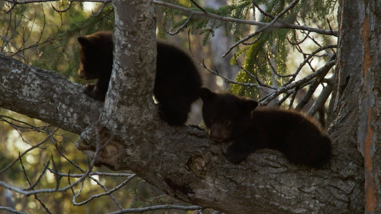 Black bear cub is scared to climb down - Alaska: Earth's Frozen Kingdom: Episode 1 Preview - BBC