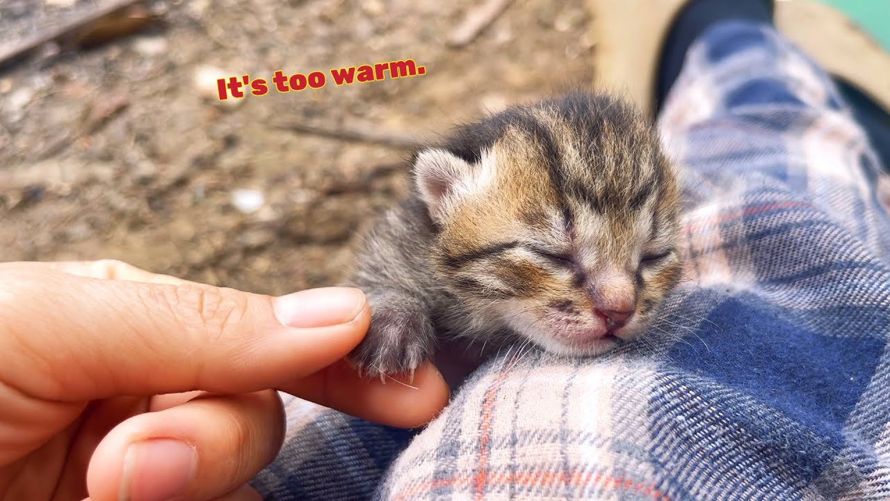 poor kitten abandone by its mother : I believe that I deserve to receive love | Mike Family