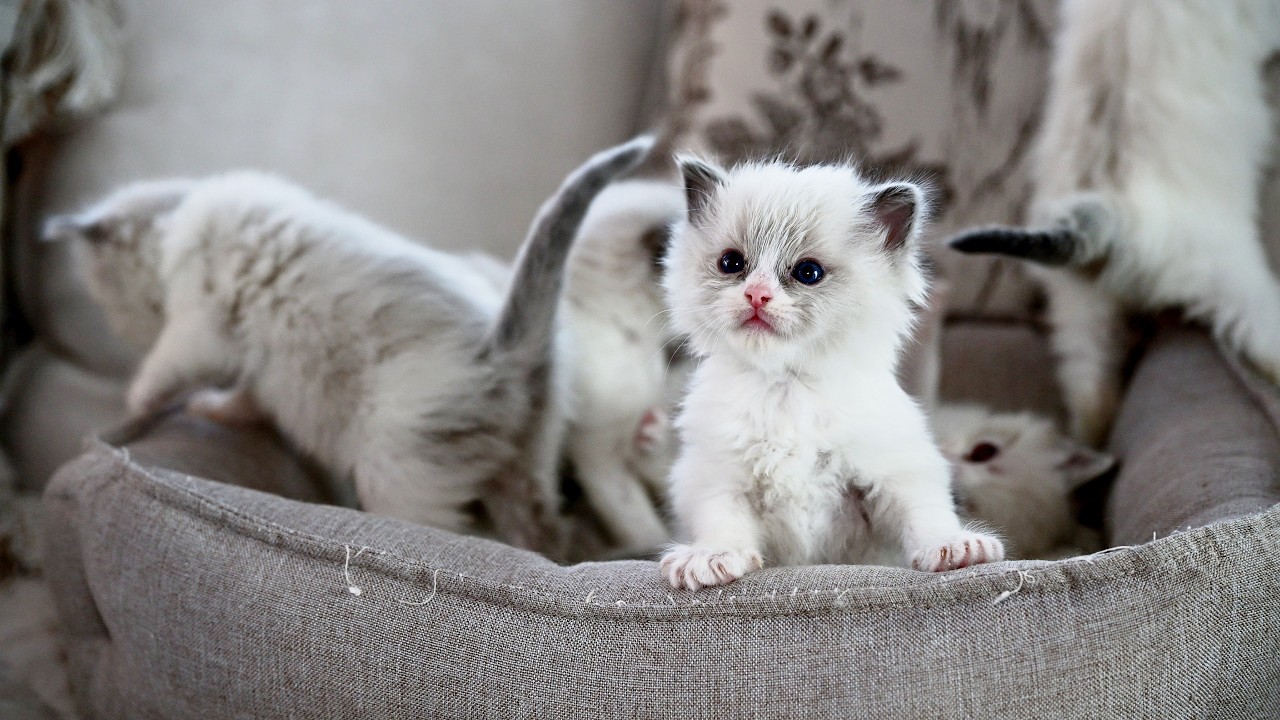 Eve's Kittens 28Jan2026
