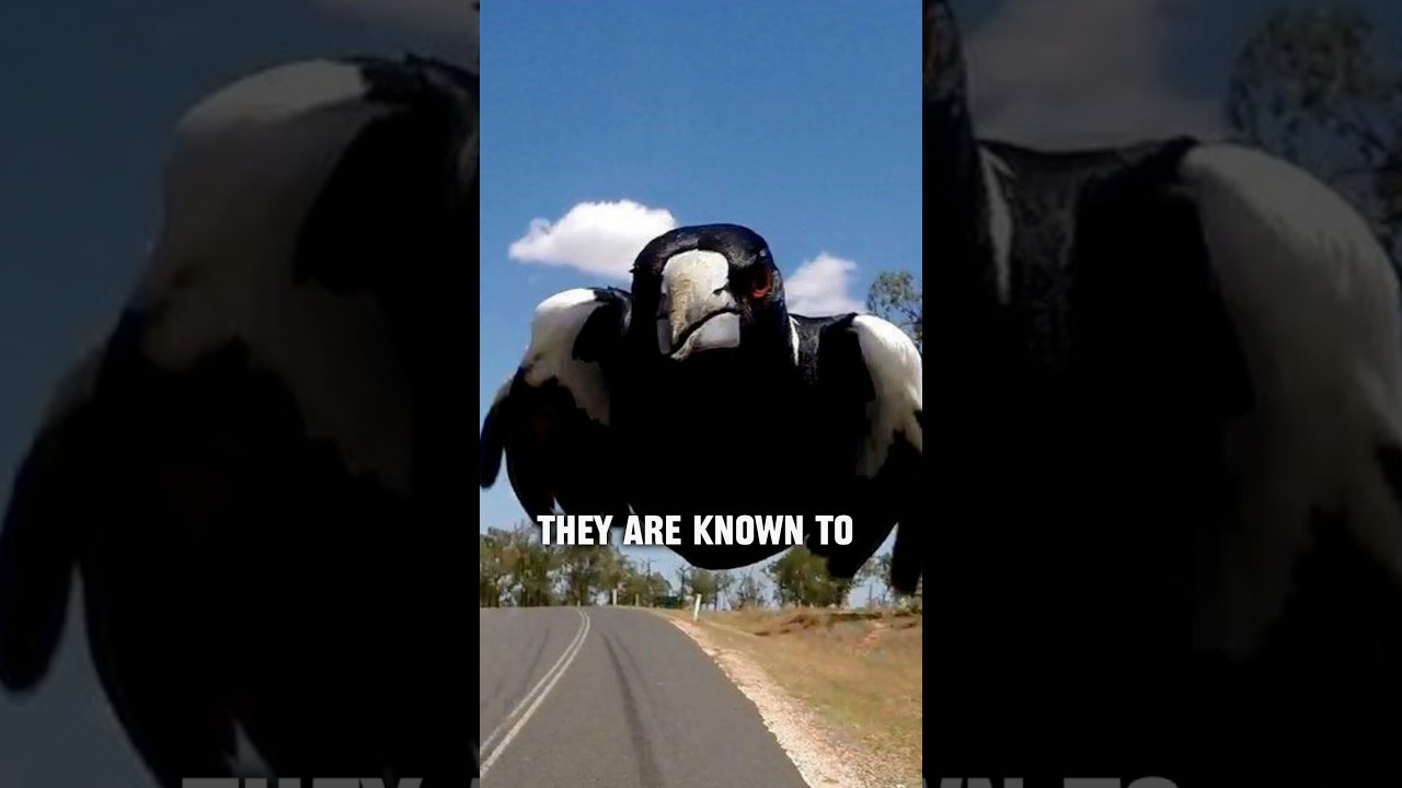 How EVIL are the Australian MAGPIE birds?😳🤔