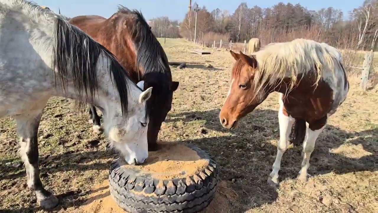 Sportovní odpoledne na koňském hřišti