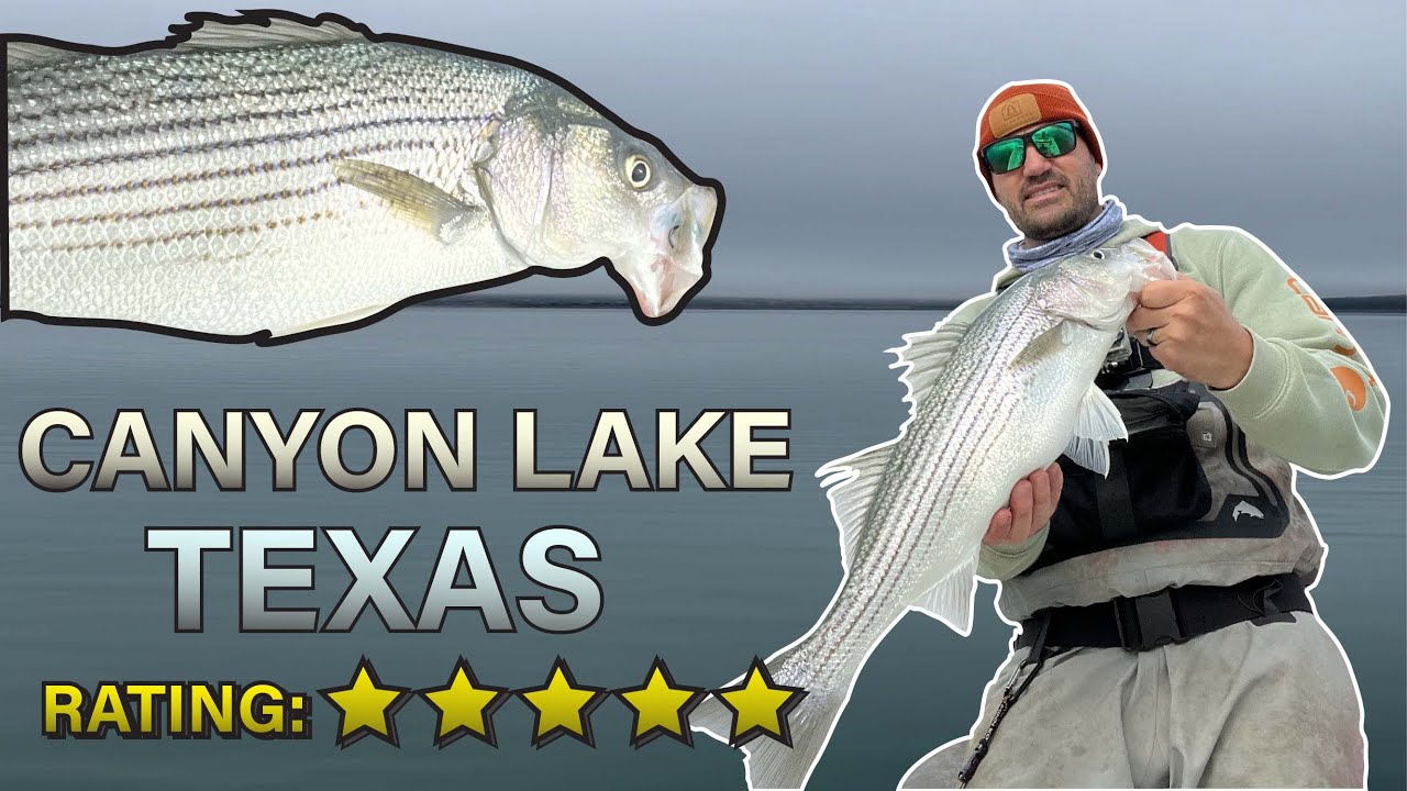 Canyon Lake | Striper & White Bass | !!Blitzing Madness!!