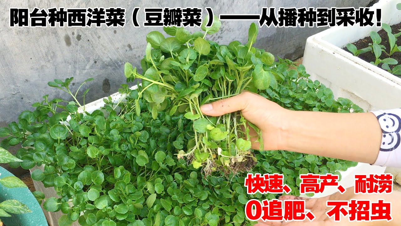 最好种的有机蔬菜之一|西洋菜（豆瓣菜），自己种几盆，好吃又营养！Watercress