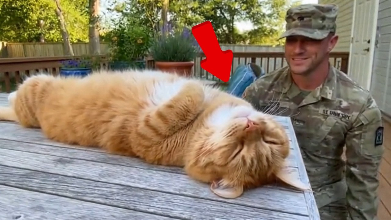 😊 😊 😊 What happens when soldier dads finally come home to their cats? #cat