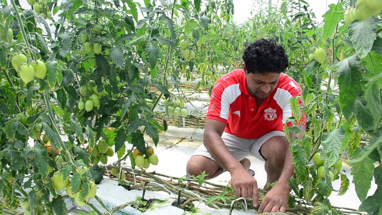 Culture hydroponique : Youvraj Babajee passe des étals à la plantation