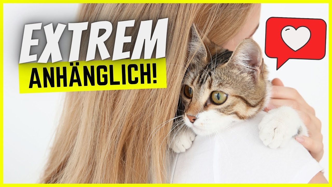 Top 5 menschenbezogene Katzenrassen! ❤