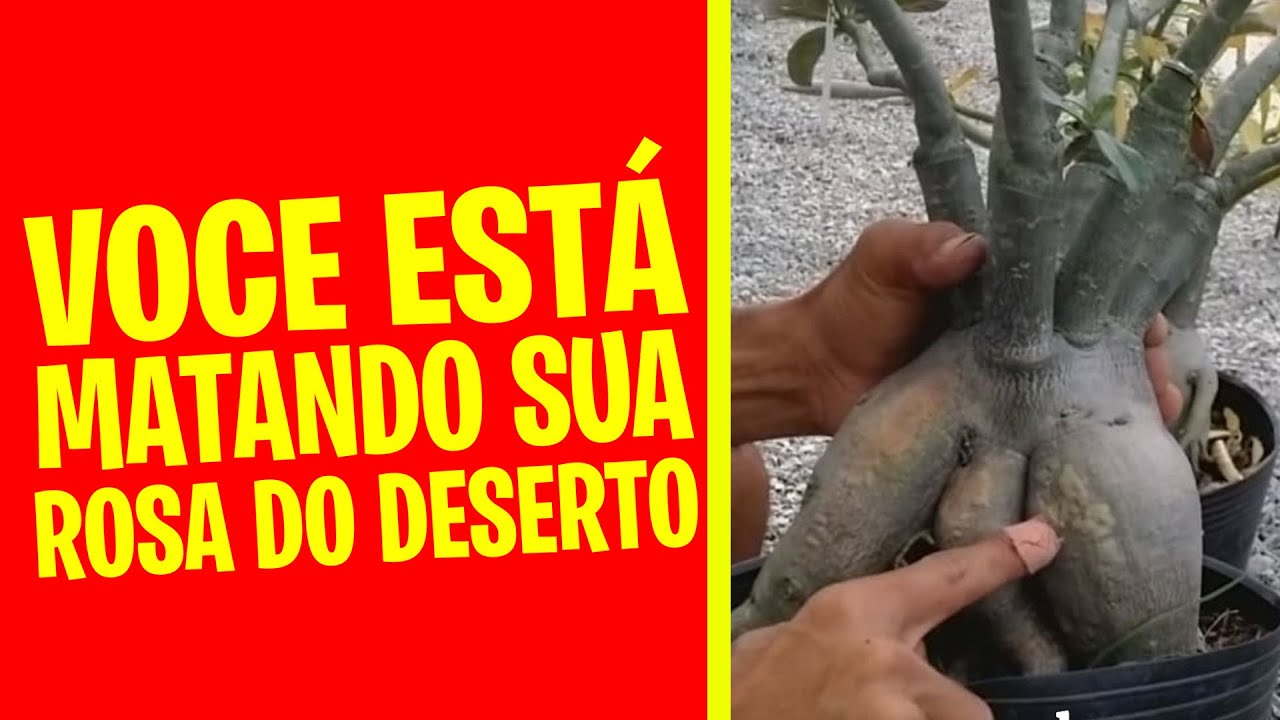 ✅[URGENTE] 5 Coisas que podem matar sua ROSA DO DESERTO