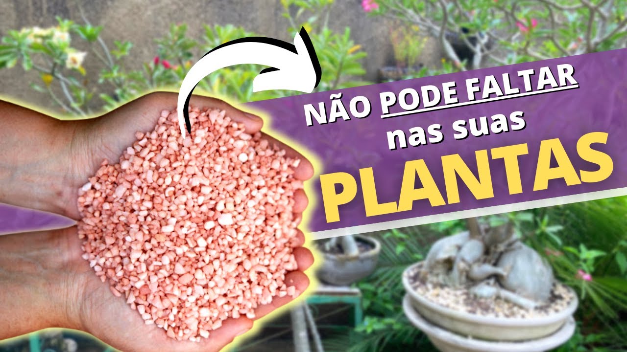Esse adubo NÃO PODE FALTAR nas suas Rosas do Deserto!