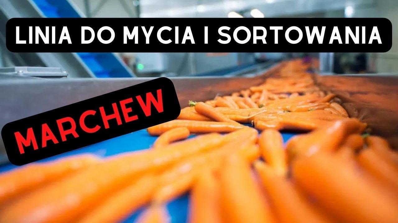 Linia do mycia marchwi