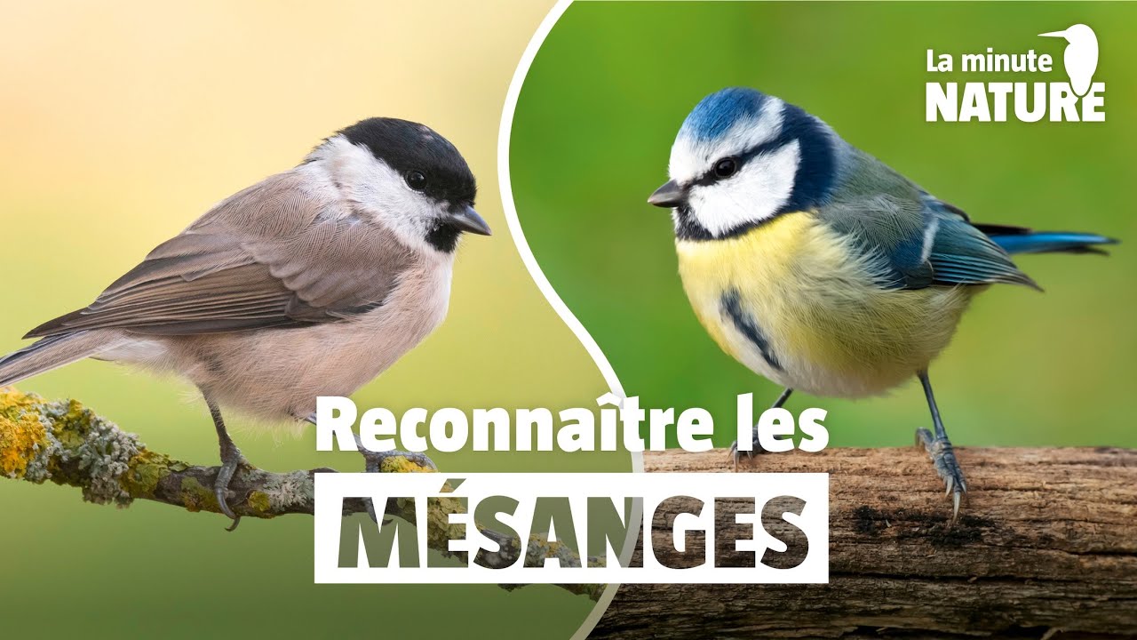Reconnaître les 6 mésanges à coup sûr... et aussi les fausses mésanges