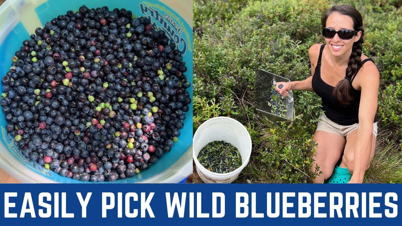 Picking Wild Blueberries And Easily Remove Leaves & Sticks