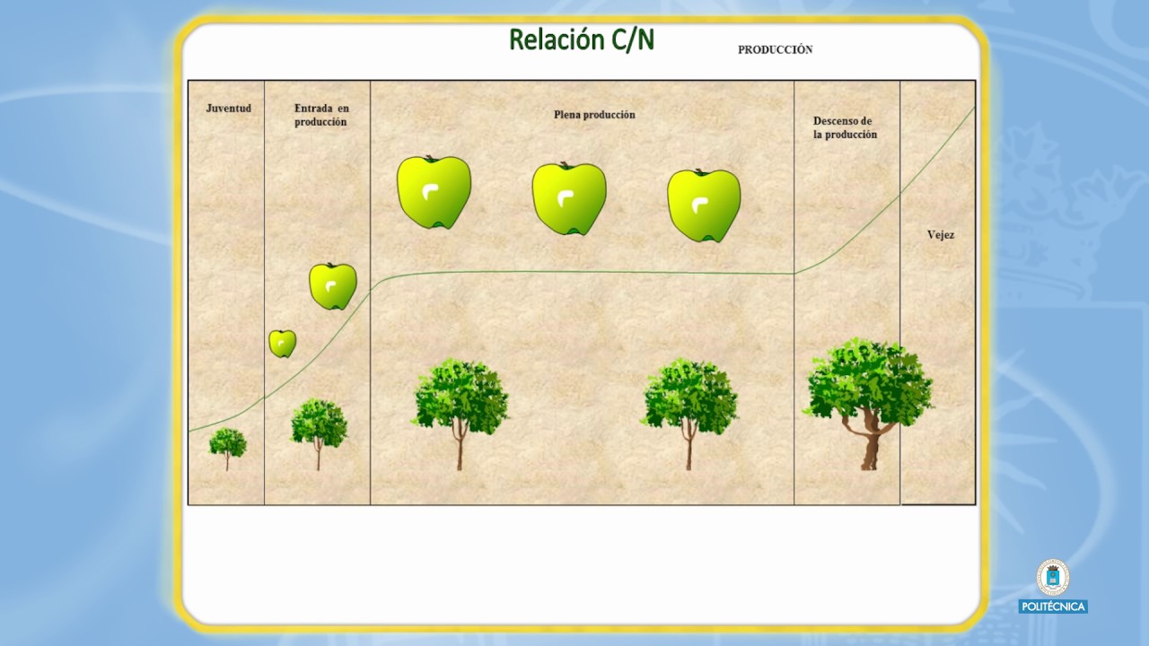 Fundamentos de la poda de árboles y arbustos. Tipos de poda