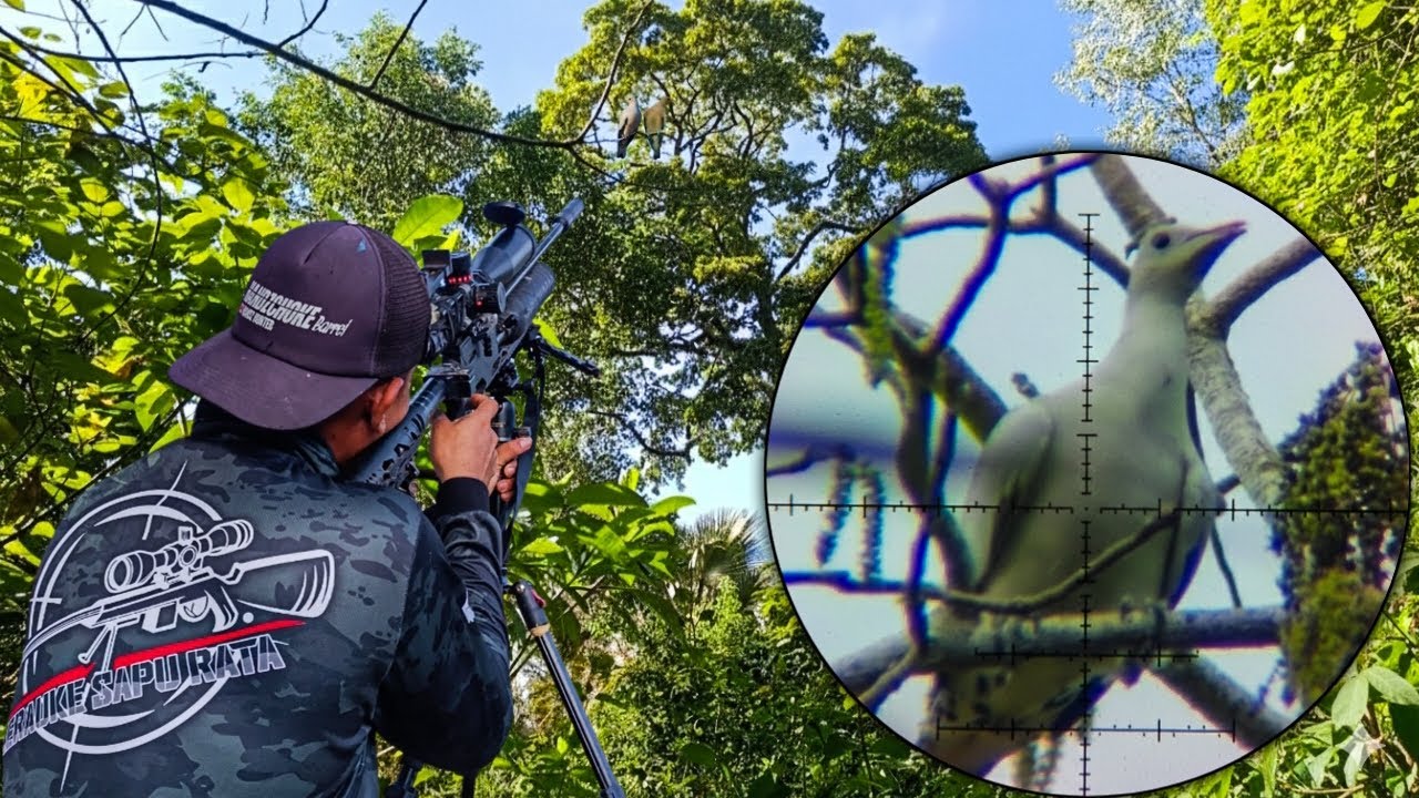 PREDATOR TACTICAL ❗BERBURU BURUNG PERGAM DAN WALIK 