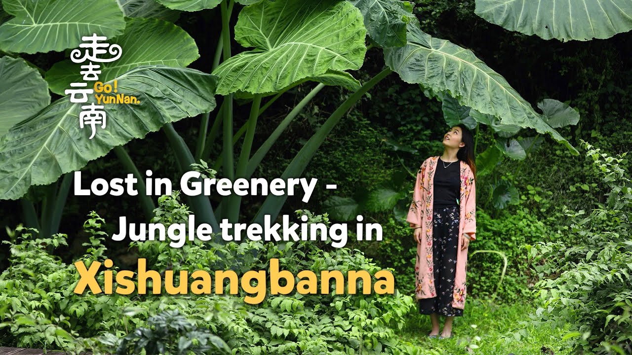 Go! Yunnan: Jungle trekking in SW China's Xishuangbanna