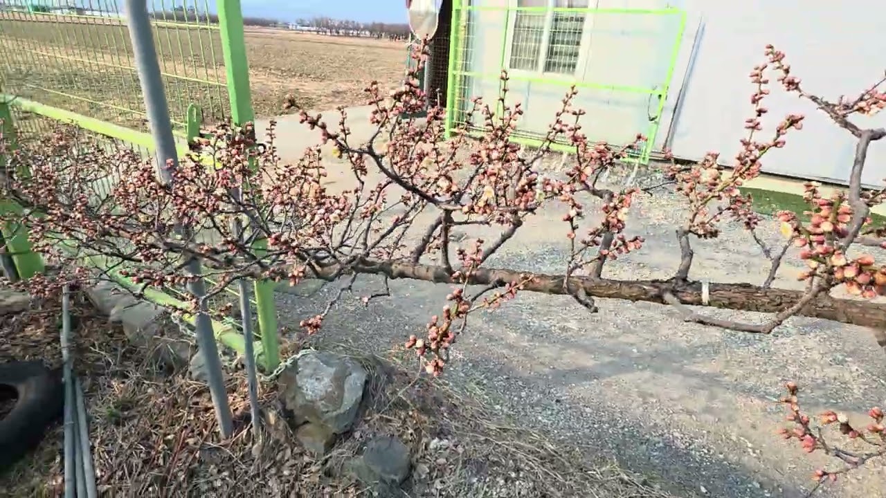 매실나무 도장지 없이 낮게 키우는방법.