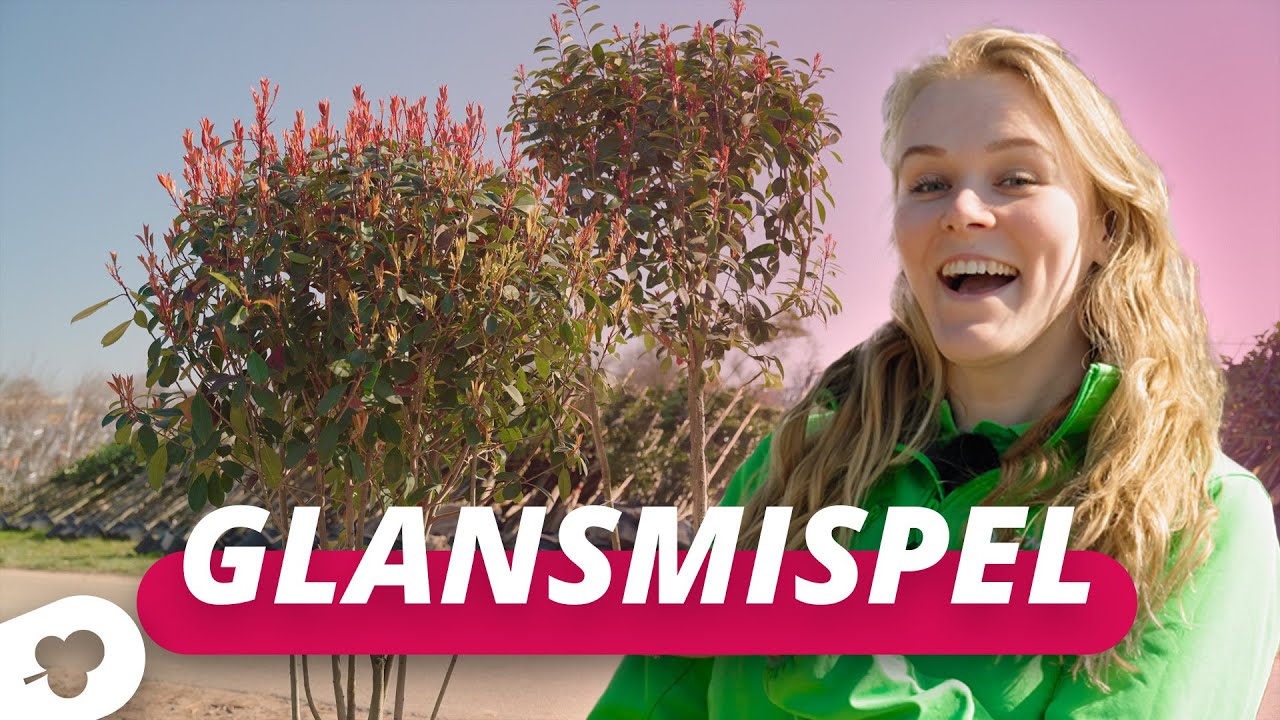De meerstammige glansmispel! | BOMENTA(L)K #127