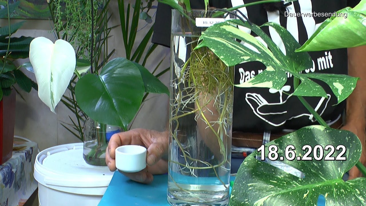 Pflanzen ohne Erde in Wasserkultur Update und der Tempelbaum Plumeria
