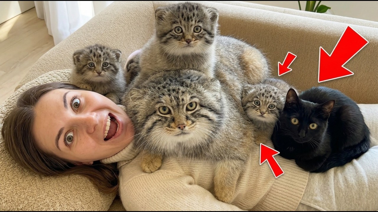 Что происходит, когда дикая кошка Палласа и домашняя кошка ВЛЮБЛЯЮТСЯ? (Наша гибридная семья раск...